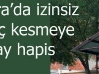 Bafra'da izinsiz ağaç kesen şahsa 10 ay hapis