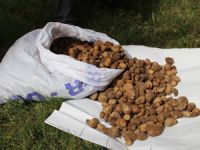 Bu bitkiyi toplayana rekor ceza