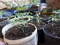 131 kök hint kenevirini saksıda yetiştirdi