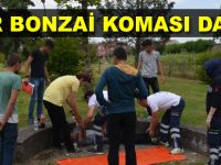 Bafra`da bonzai bitmiyor