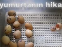 Bir yumurtanın hikayesi tamamladı