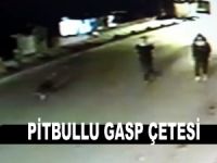 Pitbullu gasp çetesi