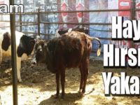 Alaçam'da hayvan hırsızlığı