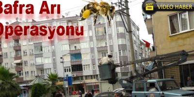 Bafra'da bal arıları adresi şaşırdı
