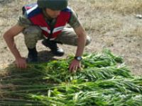 860 kök hint keneviri ele geçirildi