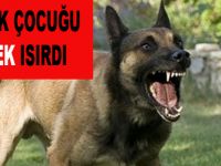 Bafra`da köpek küçük çocuğu ısırdı