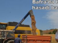 Bafra ilçesinde buğday hasadı başladı.