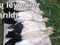 Bafra'da yuvadan düşen Leylekler kurtarıldı