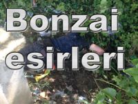 Bonzai yine bayılttı
