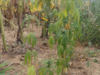 Ayçiçeği tarlasında 300 kök hint keneviri ele geçirildi