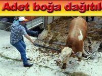 Bafra'da çiftçiye 14 adet boğa dağıtıldı