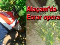 Alaçam'da esrar operasyonu