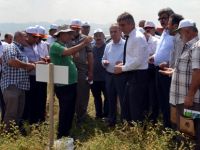 Vezirköprü’de nohut tarla günü düzenlendi