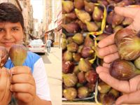 Bafra'da incir çıktı