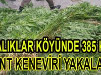 Bafra'da 385 kök dişi Hint keneviri ele geçirildi