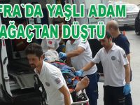 Yaşlı adam ağaçtan düştü