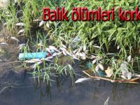 Bu balıklar neden ölüyor?