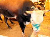 Bu sene kurbanlıklar kaç lira?