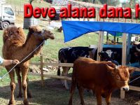 Deveyi alana tosun hediye