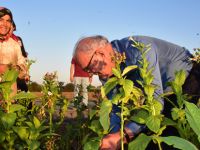 Başkan Yılmaz Bafra'da tütün kırdı