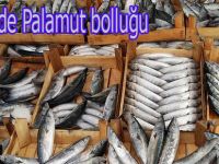 Deniz Palamut kaynıyor