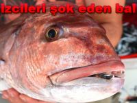 Denizcileri şok eden balık