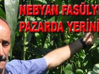 NEBYAN FASÜLYESİ PAZARDA YERİNİ ALDI