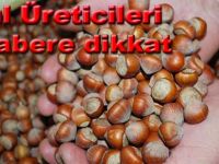 Fındık üretici dertlerinde son 31 Aralık