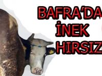 Bafra'da İnek Hırsızlığı