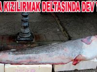 Kızılırmak Deltasında dev balık yakaladı