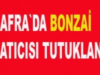 Bonzai satıcısı tutuklandı