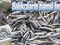 Balıkçıların Hamsi heyecanı