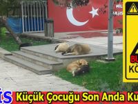 Sokak köpekleri vatandaşları tedirgin etti