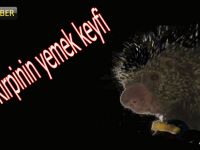 Bafra'da Kirpinin yemek keyfi