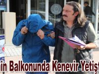Evinin balkonunda kenevir yetiştirdi