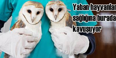 Büyükşehir Belediyesi Kuş Cenneti İlk Yardım Rehabilitasyon Kliniği Yaban Hayatına Umut Oluyor