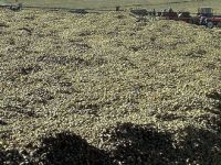 Vezirköprü'de Pancar yüz güldürdü