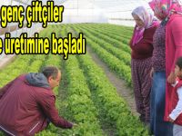 Bafra'da Genç çiftçiler hasada başladı
