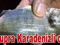 Yakakent'de çupra balığı sevindiriyor