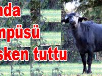 Manda Kampüsü mesken tuttu