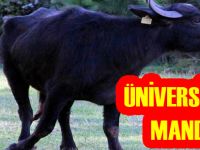 Çiftlikten kaçan manda, üniversitesi kampüsünü mesken tuttu