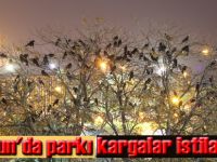 KARGALAR YİNE PARKI İSTİLA ETTİ