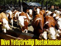 Damızlık düve yetiştiriciliği desteklemeleri başladı