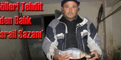 İsrail Sazanı Tehdidi: Göllerimiz ve Barajlarımız Tehlike Altında