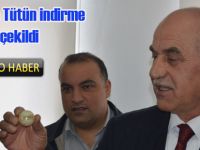 Bafra'da Tütün indirme Kuraları çekildi