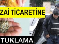 Bonzai ticaretinden tutuklandı