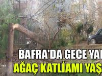 Bafra'da ağaçları kestiler