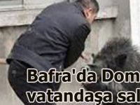 Bafra'da Domuz vatandaşa saldırdı