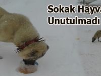 Alaçam'da sokak hayvanları unutulmadı