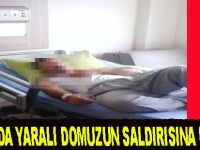 Yaralı domuzun saldırısına uğradı